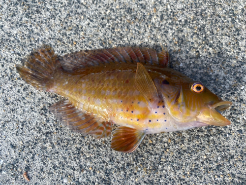 オハグロベラの釣果