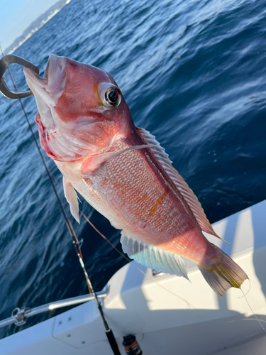 アマダイの釣果