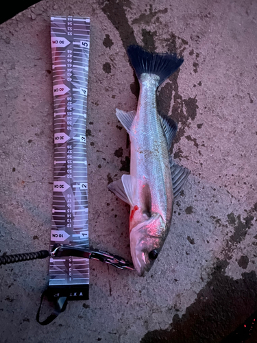 シーバスの釣果