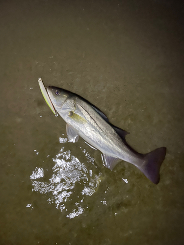 スズキの釣果