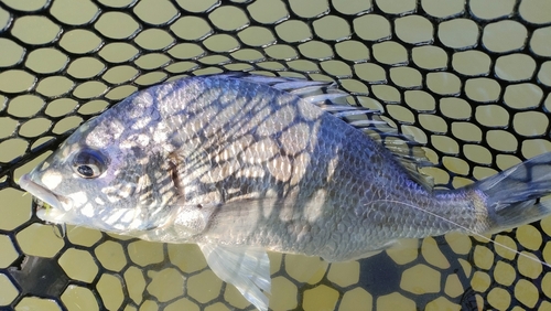 キビレの釣果