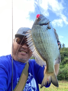 ミナミクロダイの釣果