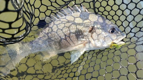 キビレの釣果