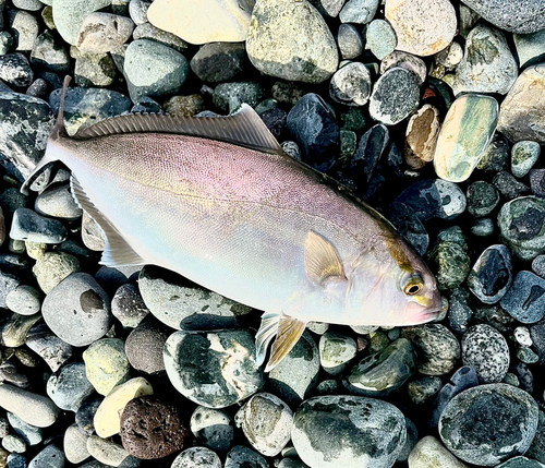 ショゴの釣果