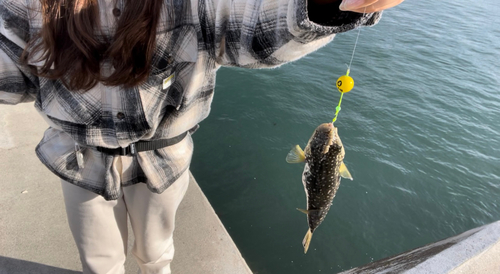 クサフグの釣果