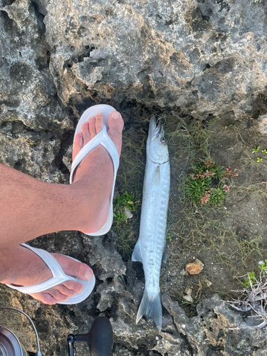 オニカマスの釣果