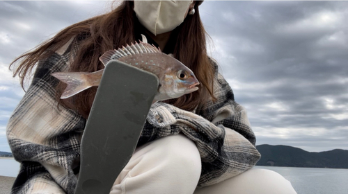 チダイの釣果