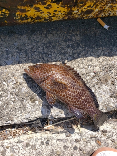 オオモンハタの釣果