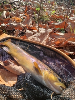 ブラウントラウトの釣果