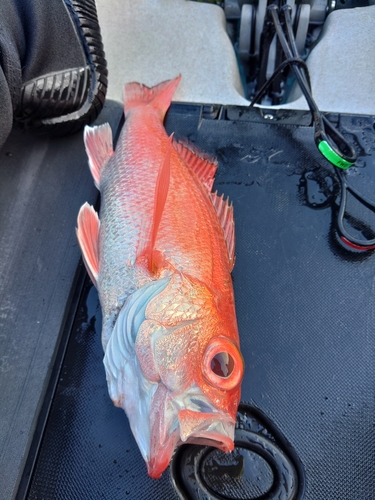 アカムツの釣果