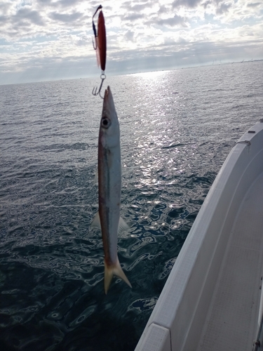 カマスの釣果