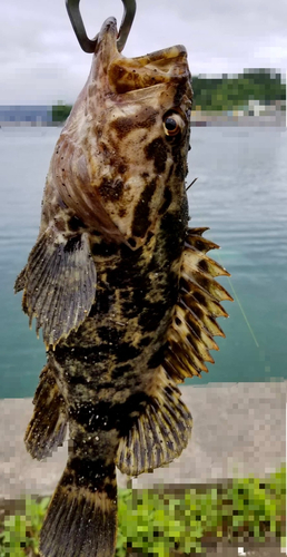 ベッコウゾイの釣果