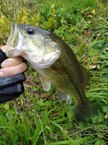 ラージマウスバスの釣果