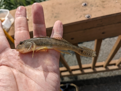 マハゼの釣果