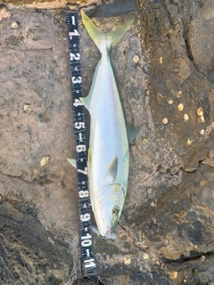 ヒラマサの釣果