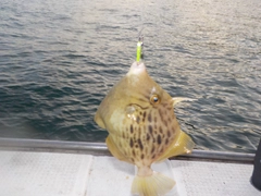 カワハギの釣果