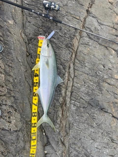 ヒラマサの釣果