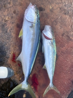 ヒラマサの釣果