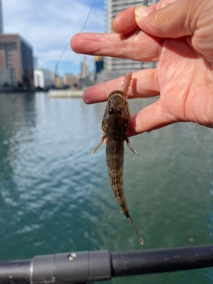 マハゼの釣果