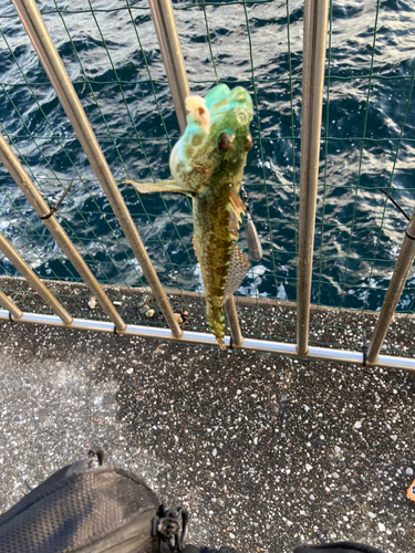 アナハゼの釣果