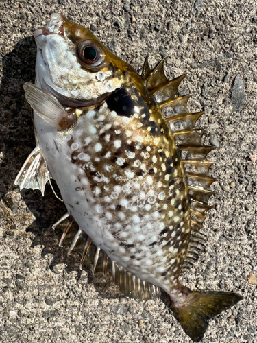 アイゴの釣果