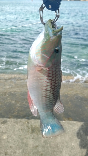 ベラの釣果