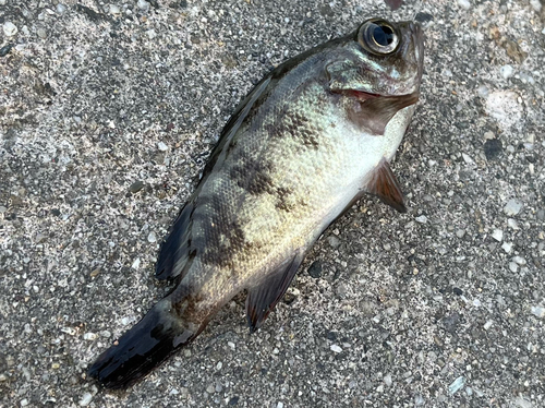 シロメバルの釣果