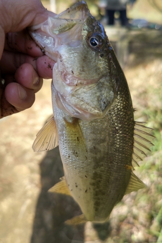 ラージマウスバスの釣果