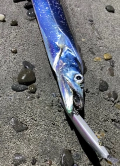 タチウオの釣果