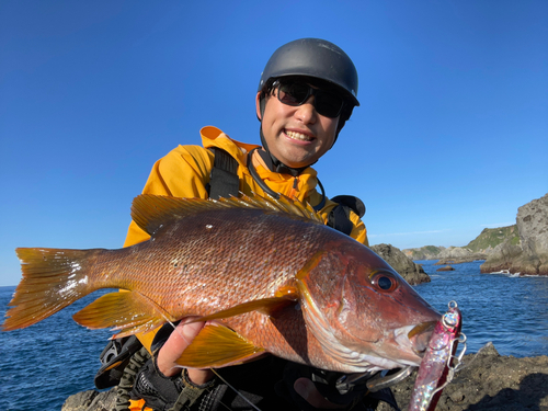 シブダイの釣果