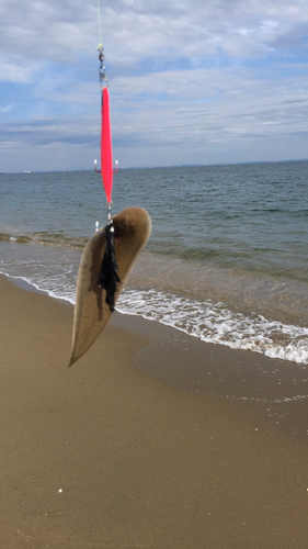 シタビラメの釣果