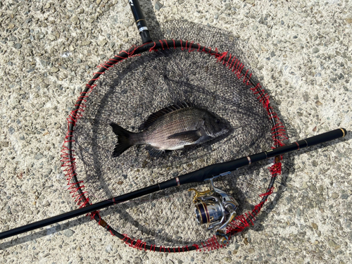 チヌの釣果