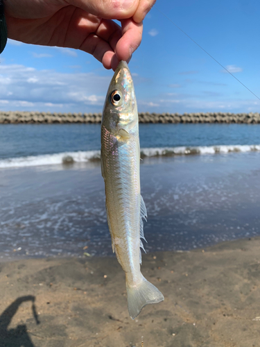 キスの釣果