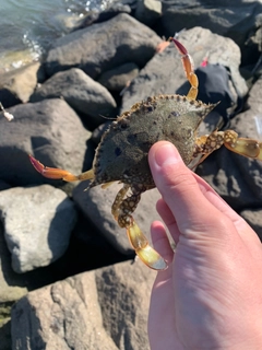 ワタリガニの釣果