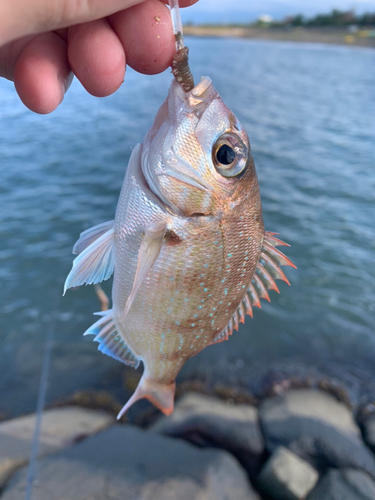 チャリコの釣果