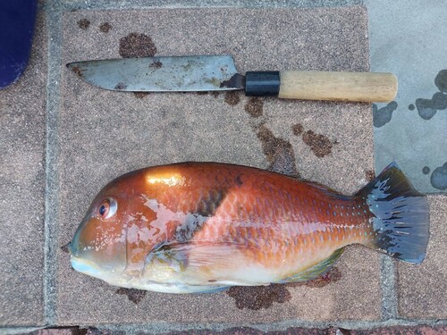 イラの釣果