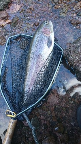 ニジマスの釣果