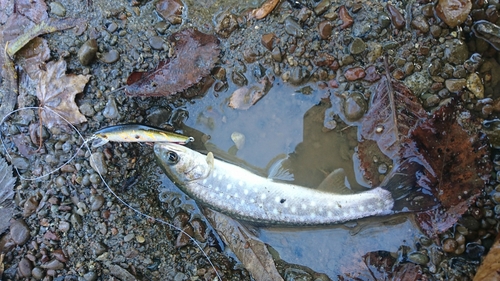 アメマスの釣果