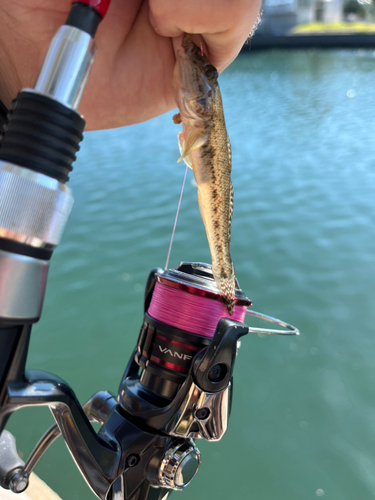 マハゼの釣果