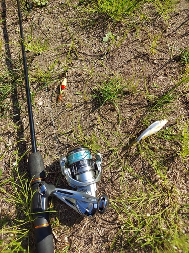 カワムツの釣果