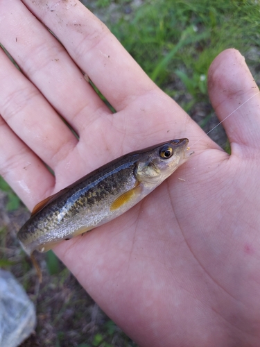 アブラハヤの釣果