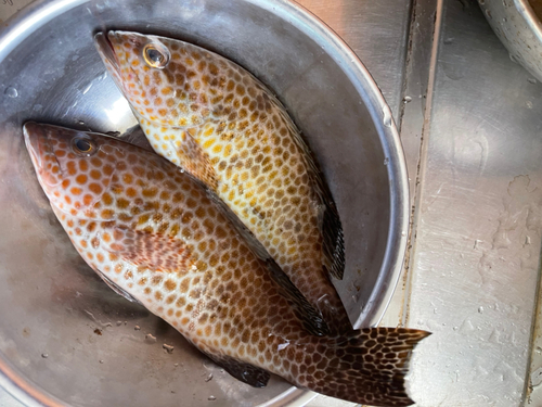 オオモンハタの釣果