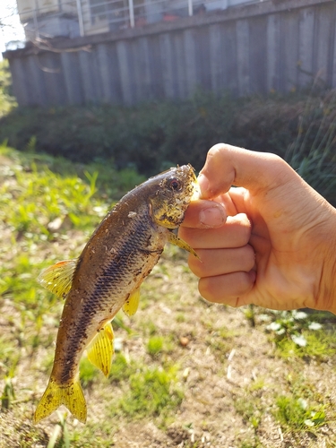 カワムツの釣果