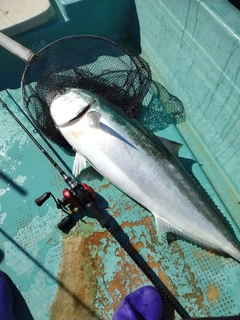 ハマチの釣果