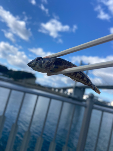 アサヒアナハゼの釣果