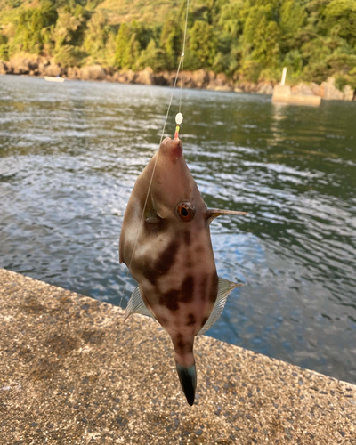 カワハギの釣果