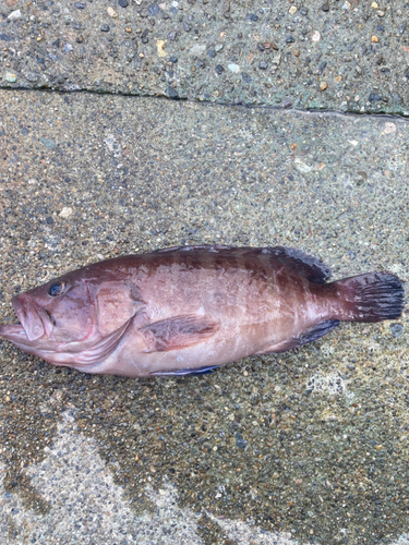 マハタの釣果