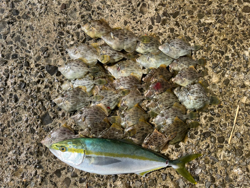 カワハギの釣果