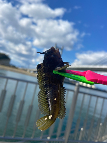 イソギンポの釣果