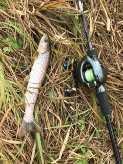 アメマスの釣果